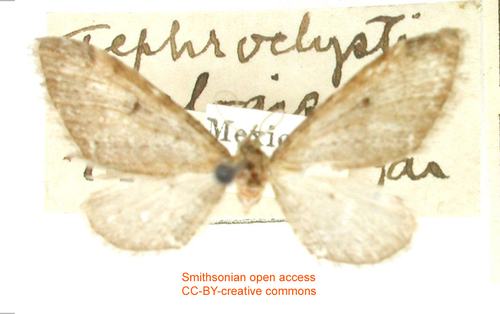 Eupithecia alogista
