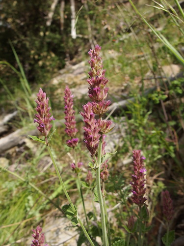 Image of Agastache breviflora by (c) Sue Carnahan, some rights reserved (CC BY)