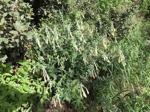 Image of Lithospermum thurberi by (c) Sue Carnahan, some rights reserved (CC BY)