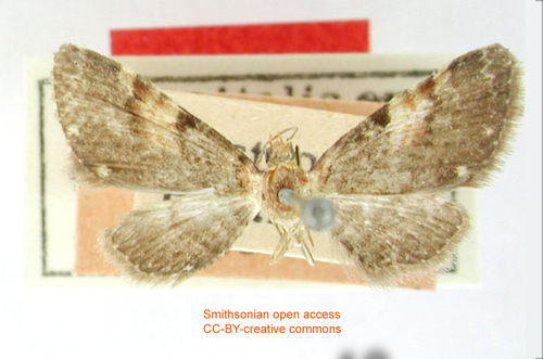 Eupithecia anita