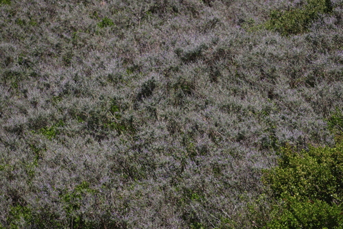 Image of Psoralea hirta by (c) Tony Rebelo, some rights reserved (CC BY-SA)
