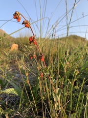 Hermannia diversistipula diversistipula