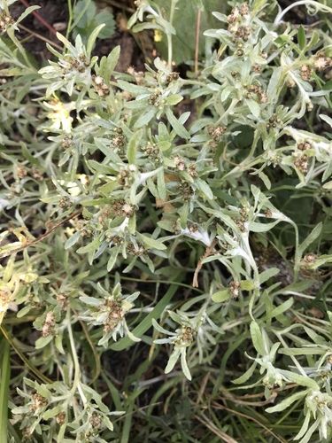 Gnaphalium uliginosum iNat (1)