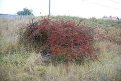 Cotoneaster divaricatus
