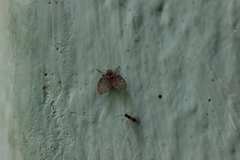 Hymenoptera