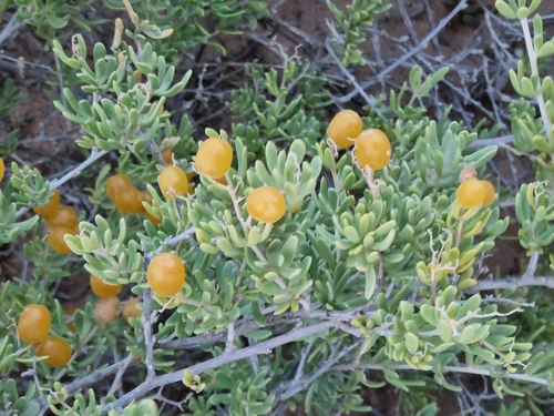 Image of Nitraria billardierei by no rights reserved