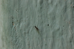 Hymenoptera