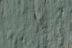 Hymenoptera