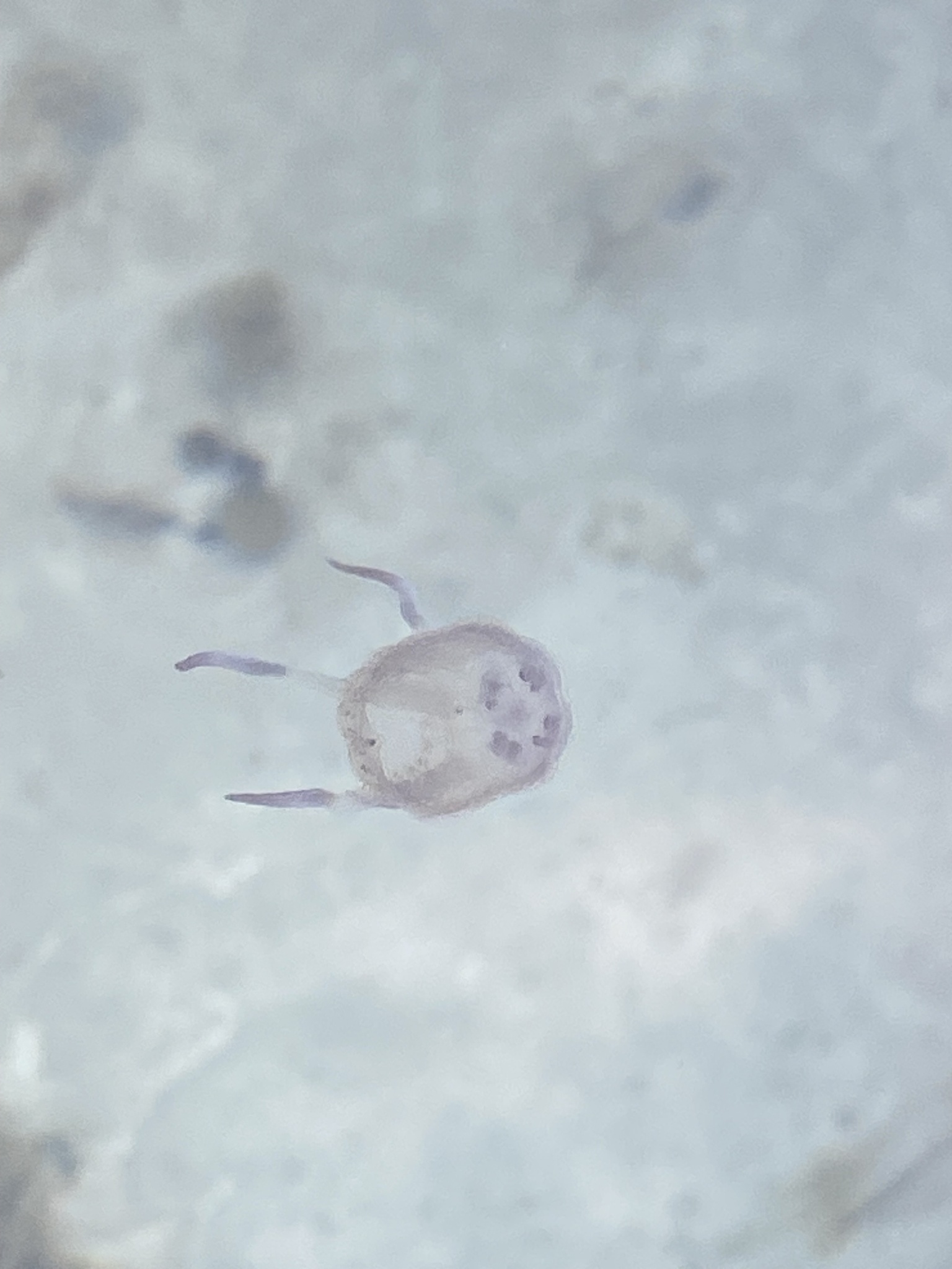 Copula sivickisi (Stiasny, 1926)