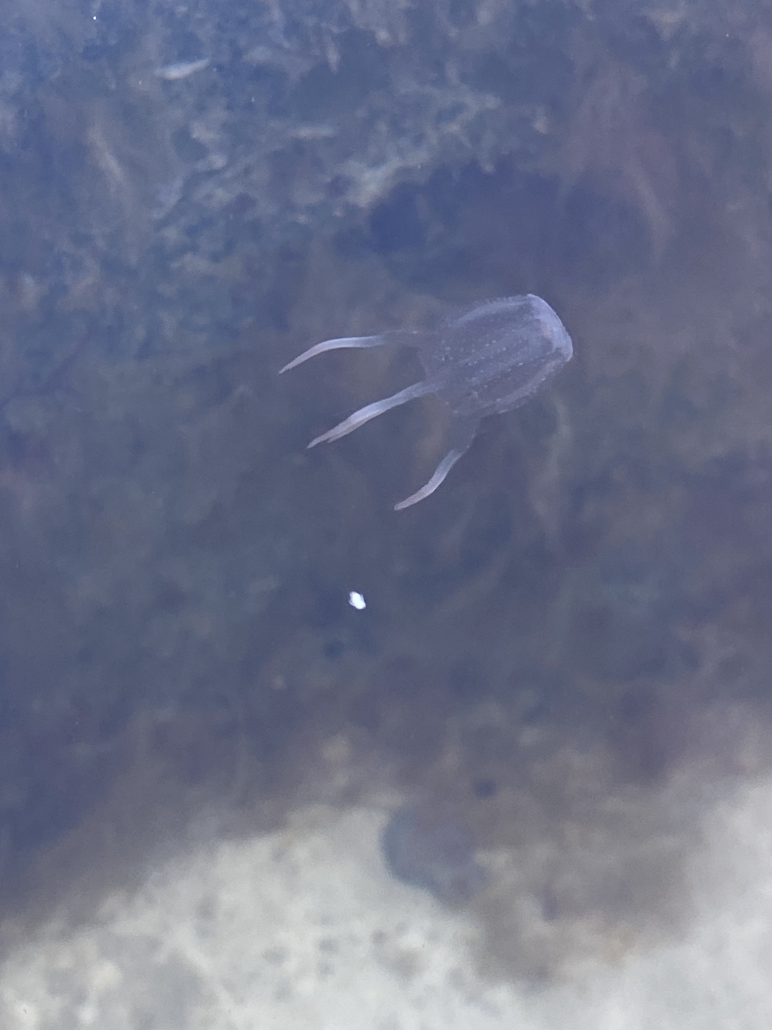 Copula sivickisi (Stiasny, 1926)