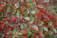 Cotoneaster divaricatus