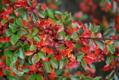 Cotoneaster divaricatus