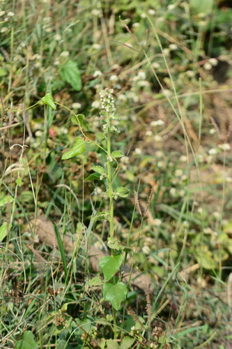 Image of Blumea Axillaris (Blumea axillaris) by no rights reserved
