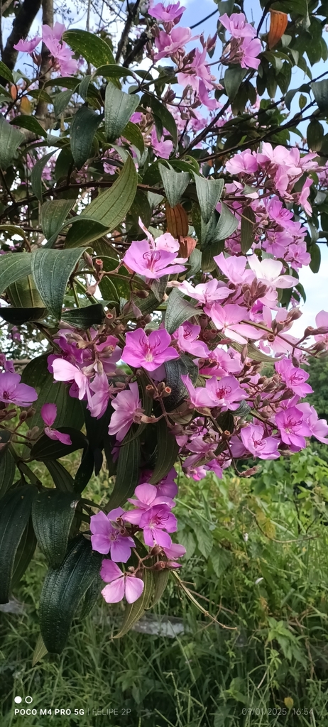 Foto de Quaresmeira
