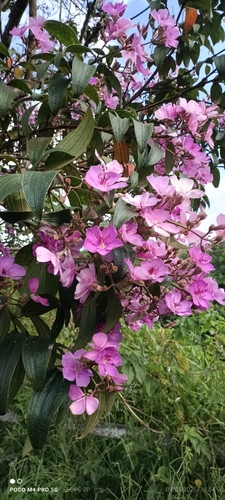 Quaresmeira
