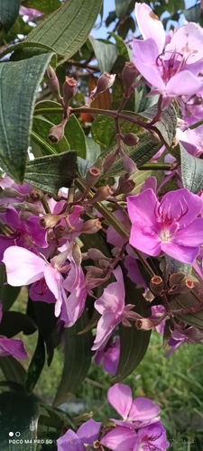 Foto de Quaresmeira