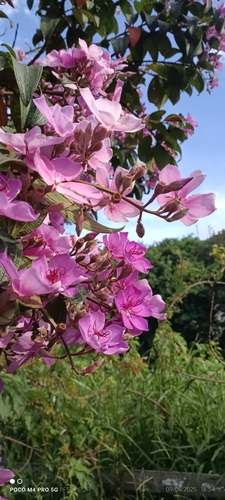 Foto de Quaresmeira