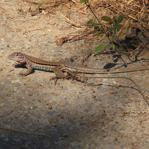 Mexican Racerunner (Aspidoscelis guttatus)