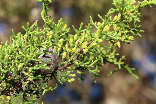 Image of Hesperocyparis goveniana by (c) Reid Hardin, some rights reserved (CC BY)
