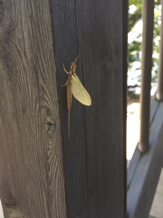 Hexagenia bilineata