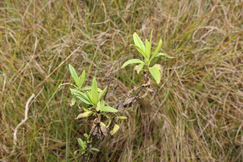 Image of Baccharis glutinosa by (c) Reid Hardin, some rights reserved (CC BY)