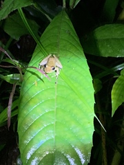 Craugastor fitzingeri