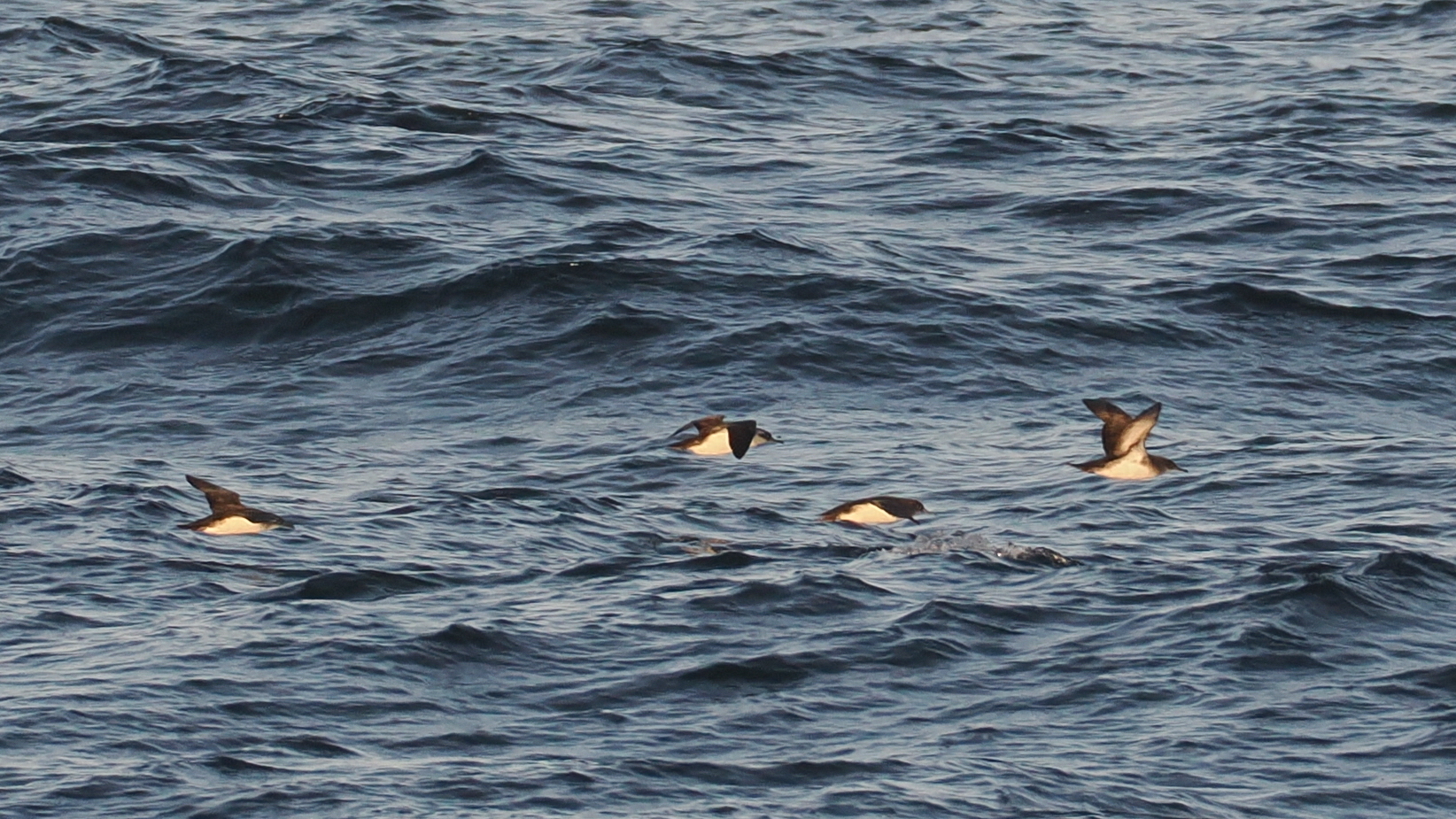 Black-vented Shearwater (Puffinus opisthomelas), photo 10