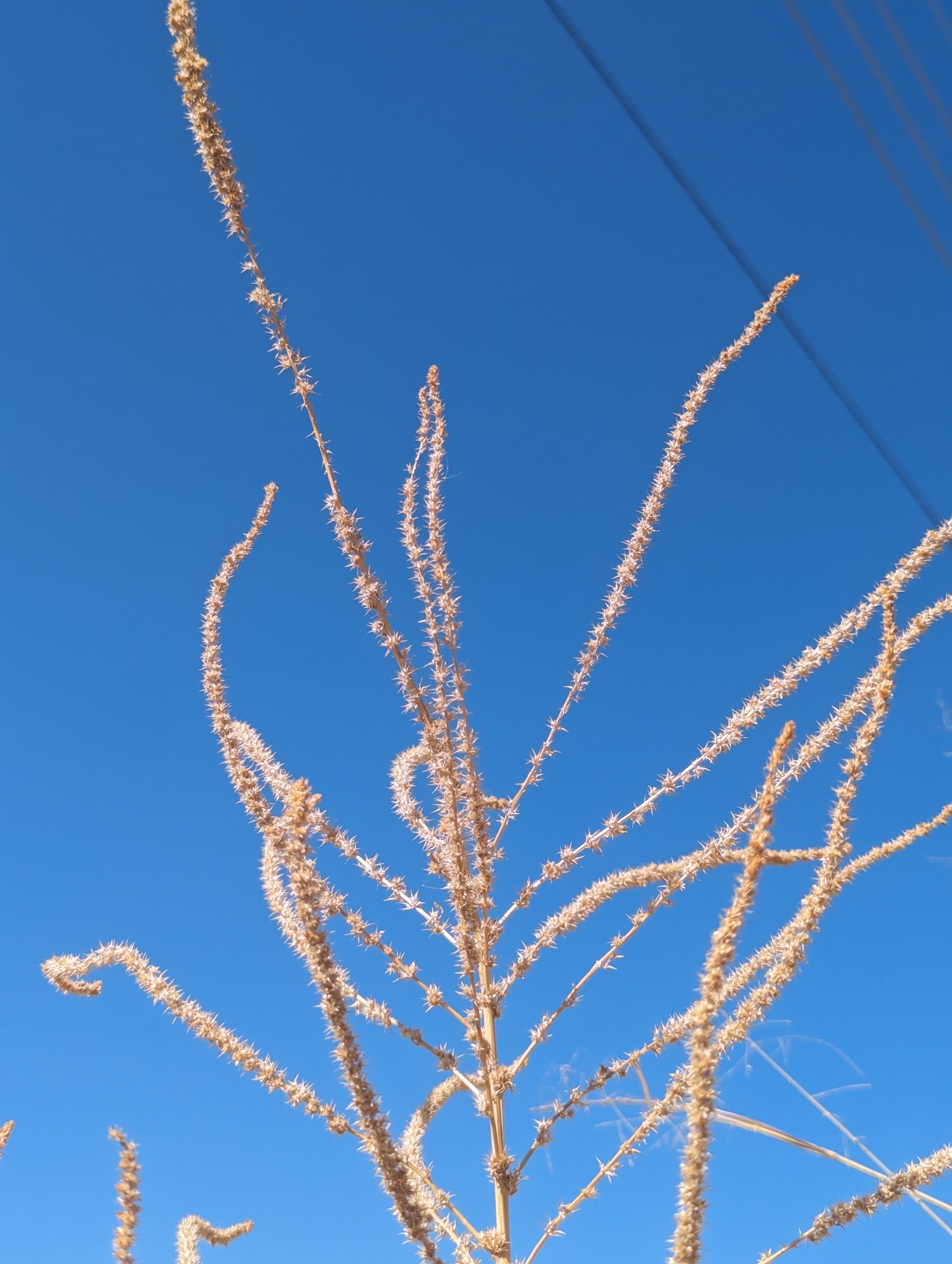 Imagem de Caruru-de-mancha