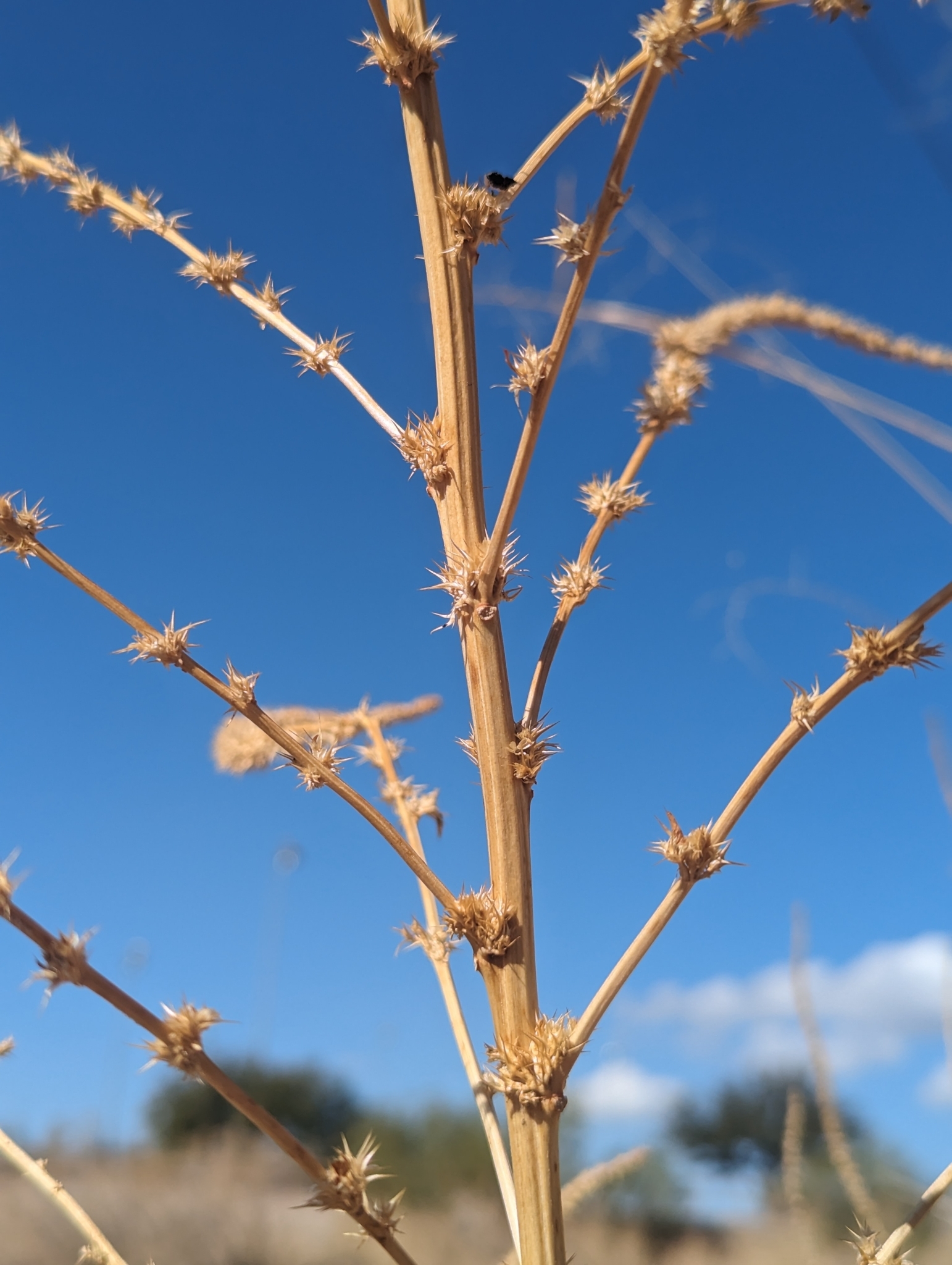 Imagem de Caruru-de-mancha