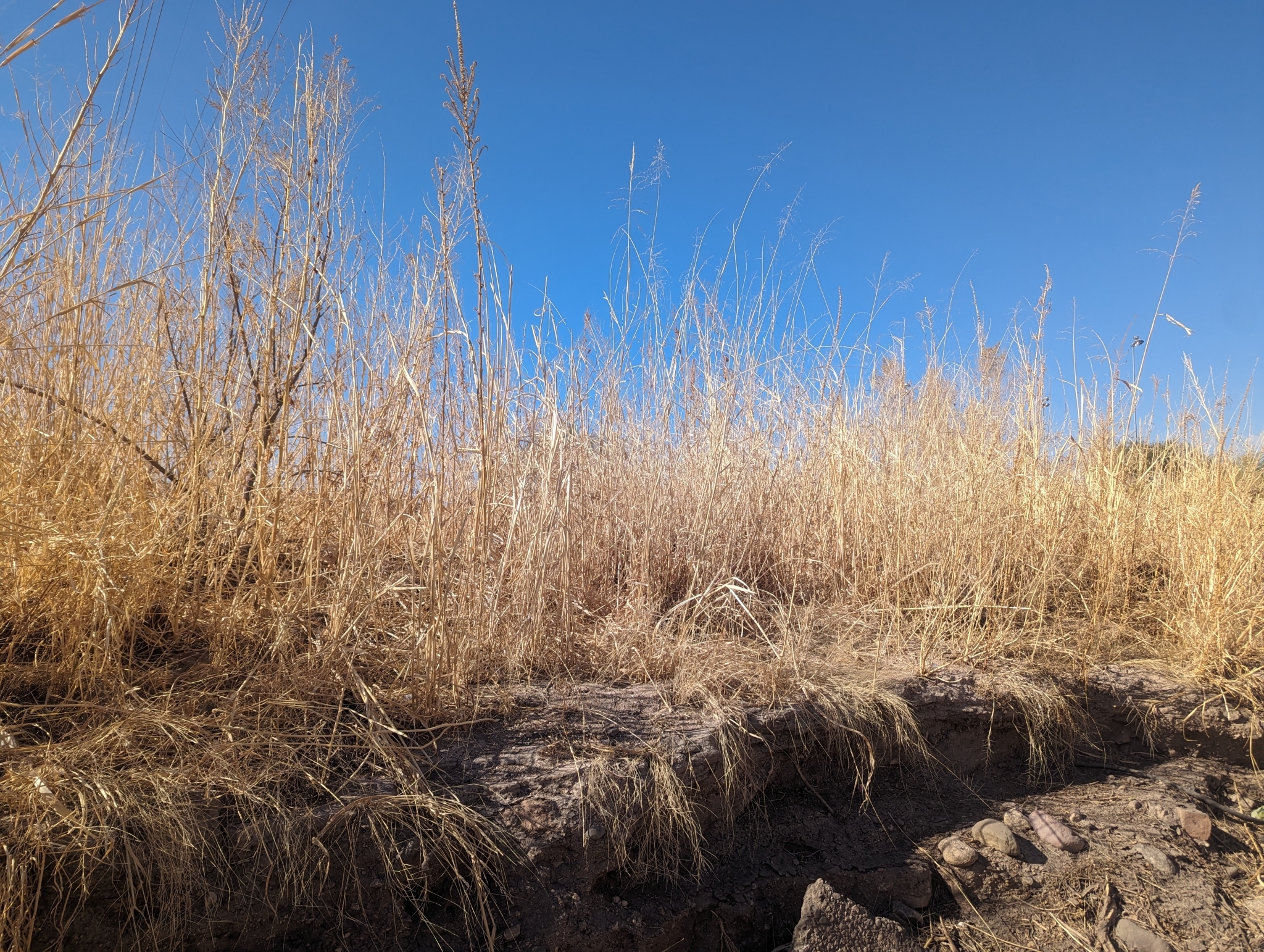 Imagem de Caruru-de-mancha