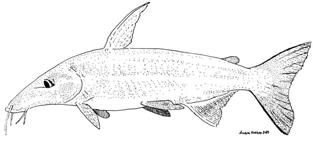 Anteater Catfish