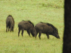 Sus scrofa cristatus