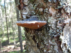Phellinus cinereus
