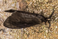 Cryptothelea nigrita