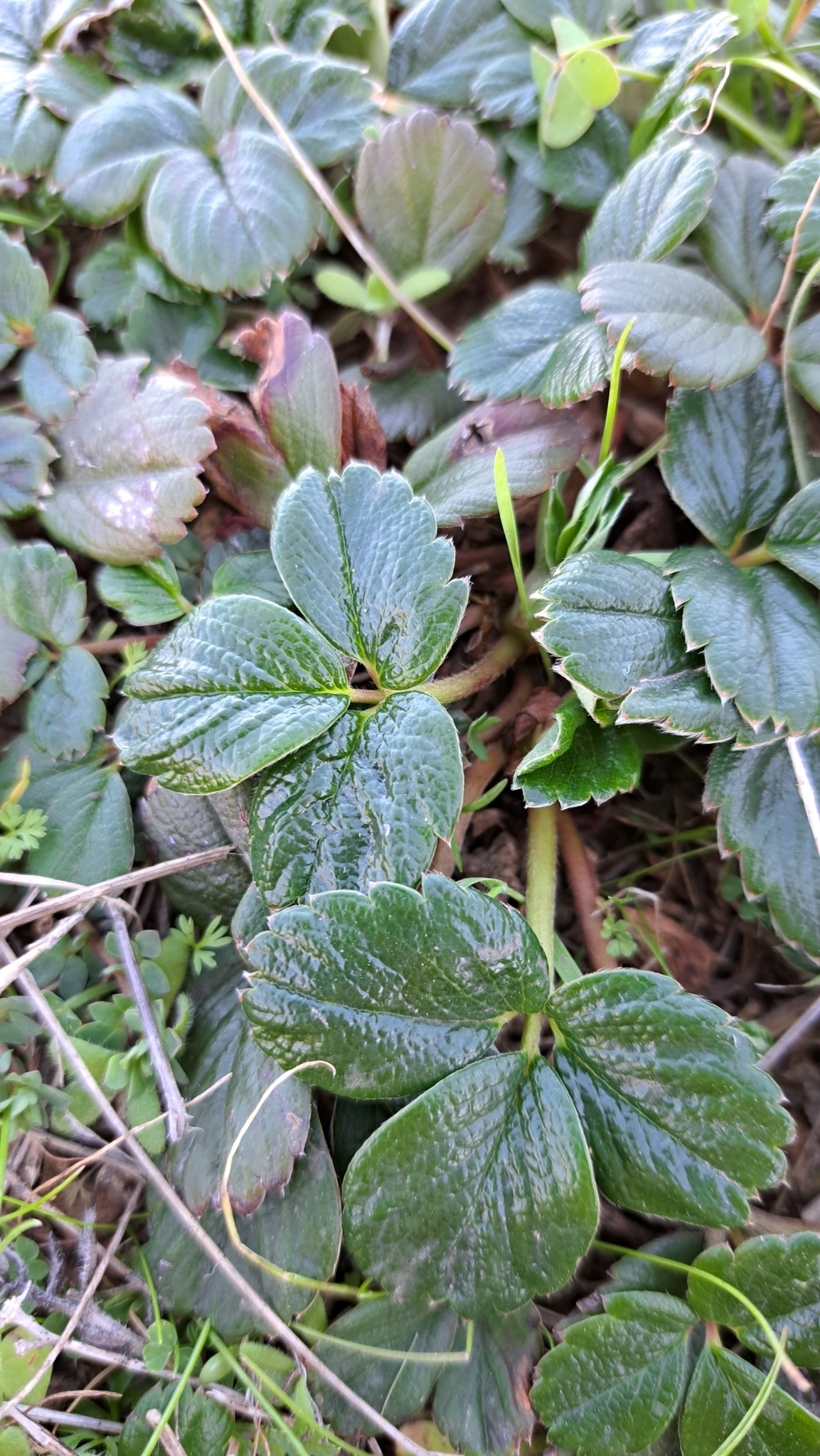 Imagem de Morango-silvestre