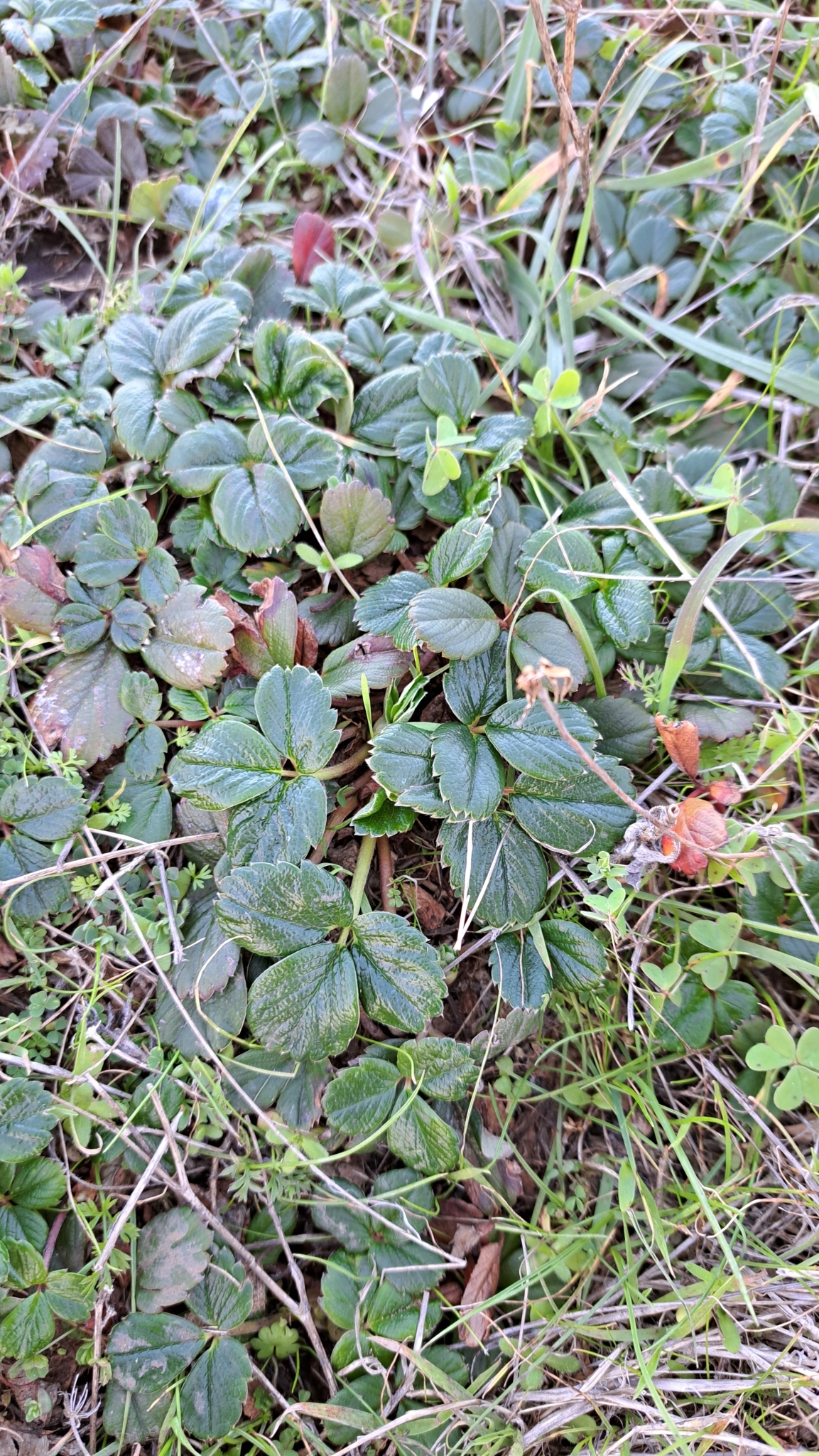 Imagem de Morango-silvestre