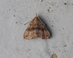 Phalaenostola eumelusalis