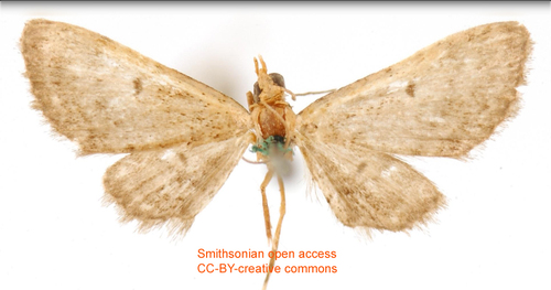 Eupithecia discipuncta
