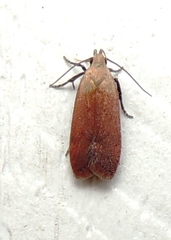 Anacampsis fullonella