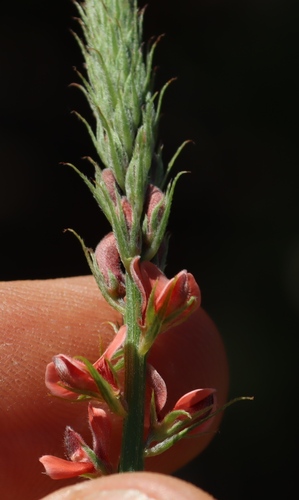 Image of Indigofera psoraloides by (c) Tony Rebelo, some rights reserved (CC BY-SA)