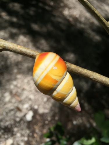 Florida Tree Snail