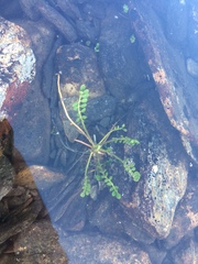 Cardamine polemonioides