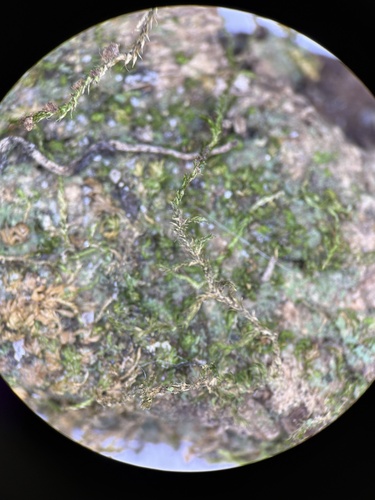 Knothole Moss (Anacamptodon splachnoides)