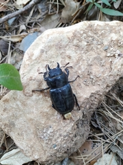 Lucanus barbarossa