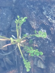 Cardamine polemonioides