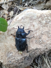 Lucanus barbarossa