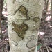 Milkbark - Photo (c) Noah Frade, some rights reserved (CC BY-NC-ND), uploaded by Noah Frade