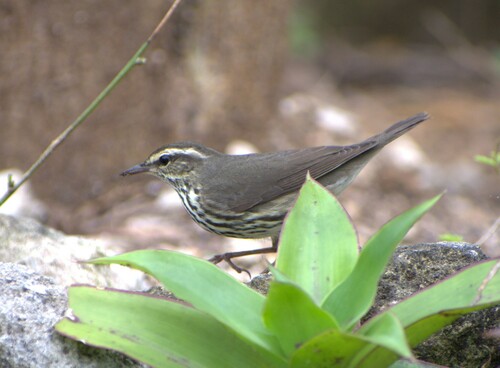 Reinita Charquera Norteña (Parkesia noveboracensis)