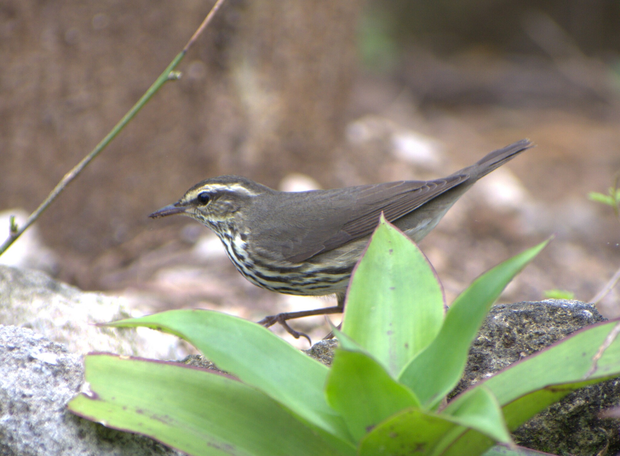 Northern Waterthrush illustration