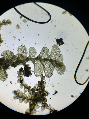 Caudalejeunea
